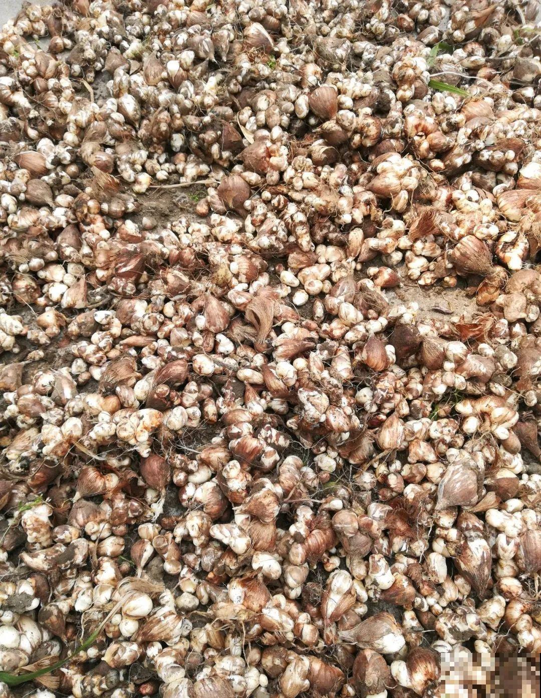 7种花会伪装，夏天会假死，好好养护秋天还能活