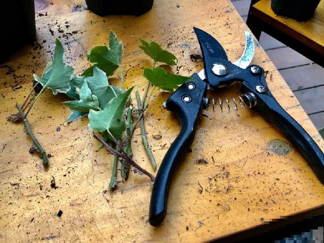 10种花，趁着天热赶紧扦插，成活率特别高