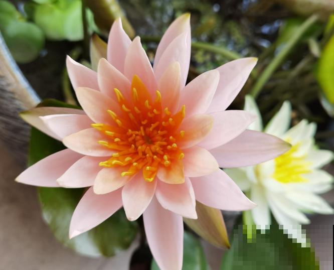 这花是佛教名花，出尘脱俗，见花保吉祥！