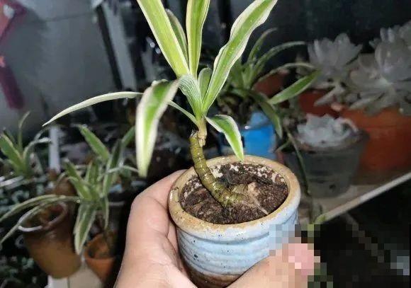 虎皮兰,红掌,吊兰养成老桩,变成大树,真壮观! 虎皮兰,红掌,吊兰养成老桩,变成大树,真壮观!