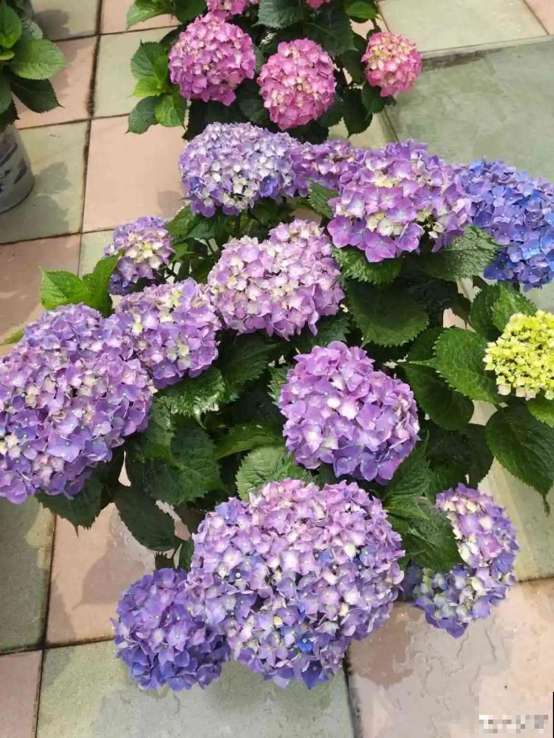 常见8种花，到花期还不开，赶紧剪一刀，花苞嗖嗖冒！