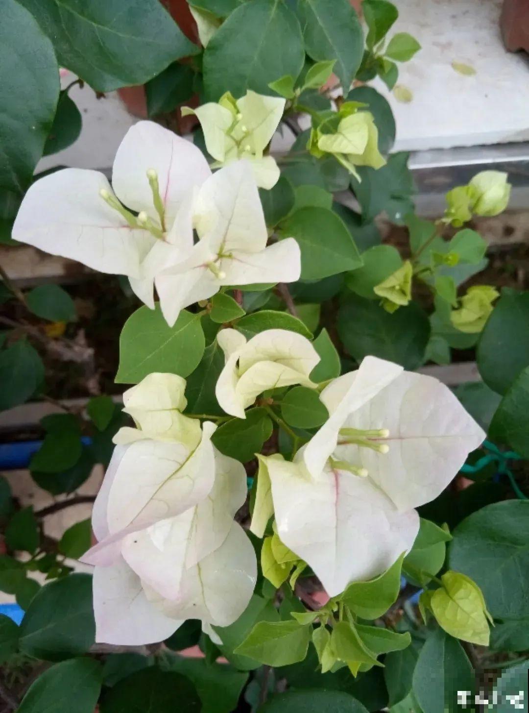 超耐热的三角梅，30℃仍然疯狂开花，爬成一面大花墙！