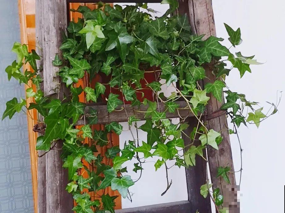 10种花最怕热,夏天养水里,才能活下来! 10种花最怕热,夏天养水里,才能活下来!