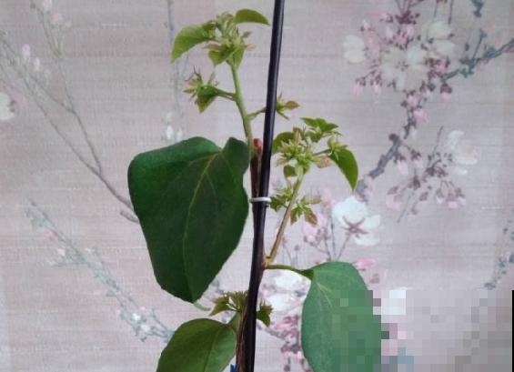 三角梅开花不断的秘密，一个小手段，越开越有劲儿！