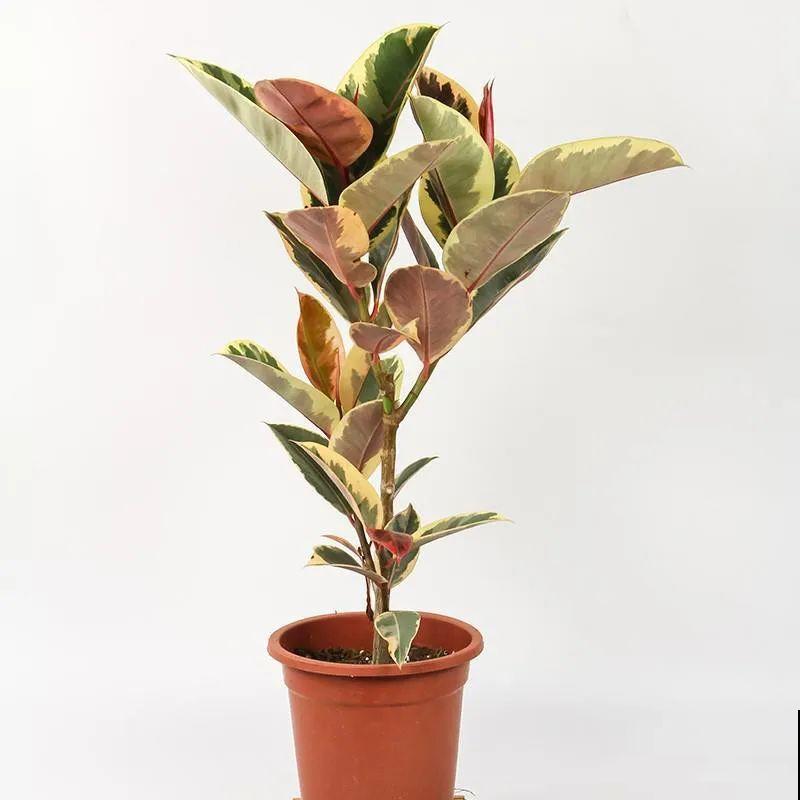 家里养这20种花,呼呼开花,花多得看不见叶 家里养这20种花,呼呼开花,花多得看不见叶