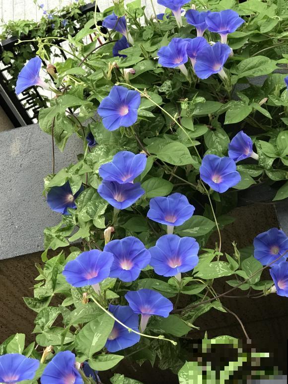 别养这些爬藤花，几年下来墙都裂了，太伤墙体了！