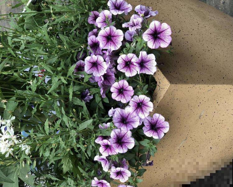 矮牵牛开花后别急着剪,过一阵收获小种子,存起来随时种! 矮牵牛开花后别急着剪,过一阵收获小种子,存起来随时种!