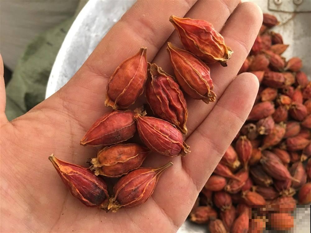 栀子花也能结种子?埋土里播出好几棵苗,再也不用花钱买! 栀子花也能结种子?埋土里播出好几棵苗,再也不用花钱买!