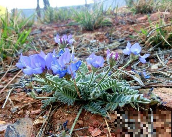 野草名叫米口袋,据说饥荒年代靠它活命,现在喂猪膘大肉肥! 野草名叫米口袋,据说饥荒年代靠它活命,现在喂猪膘大肉肥!