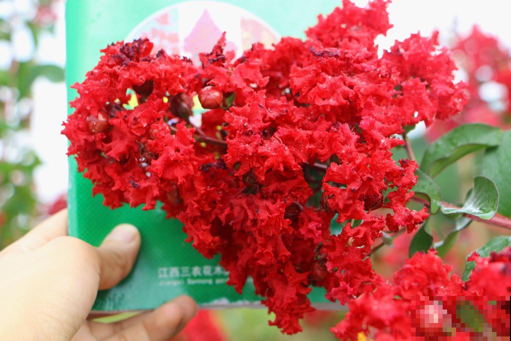 红灿灿的紫薇花，开花就像花串子，越热越开花