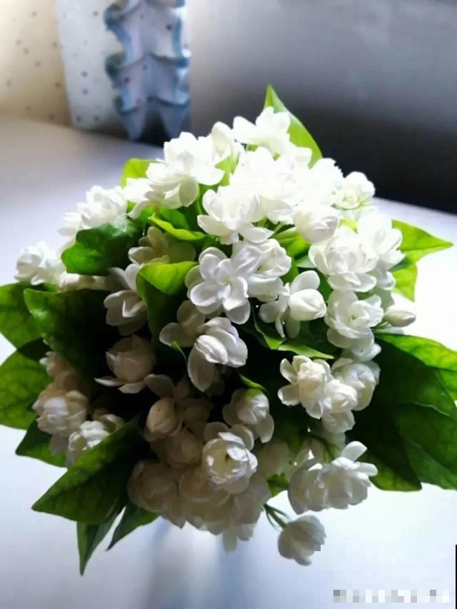 超耐晒的茉莉花,30℃高温照样开,满屋子都是香气! 超耐晒的茉莉花,30℃高温照样开,满屋子都是香气!