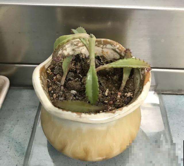 地栽的花就是强大，屋外疯长一院子，屋内孱弱不开花