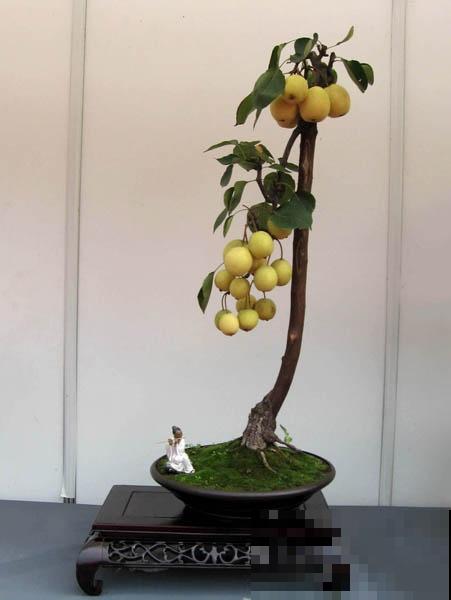极品水果盆景,黄澄澄的果子挂满枝,太诱人了! 极品水果盆景,黄澄澄的果子挂满枝,太诱人了!