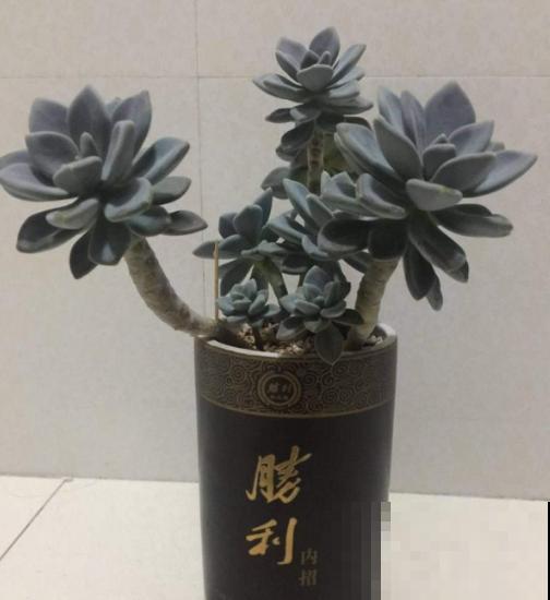 垃圾桶里捡酒瓶，种上多肉，高雅有气质！