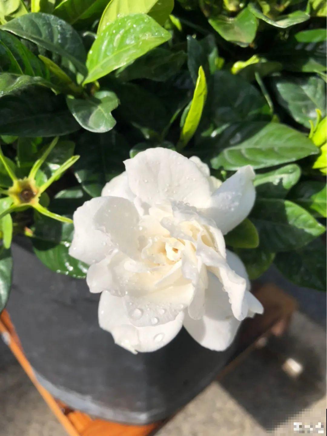 9种花真是老酒鬼，5天一小杯，叶子绿得像打蜡！