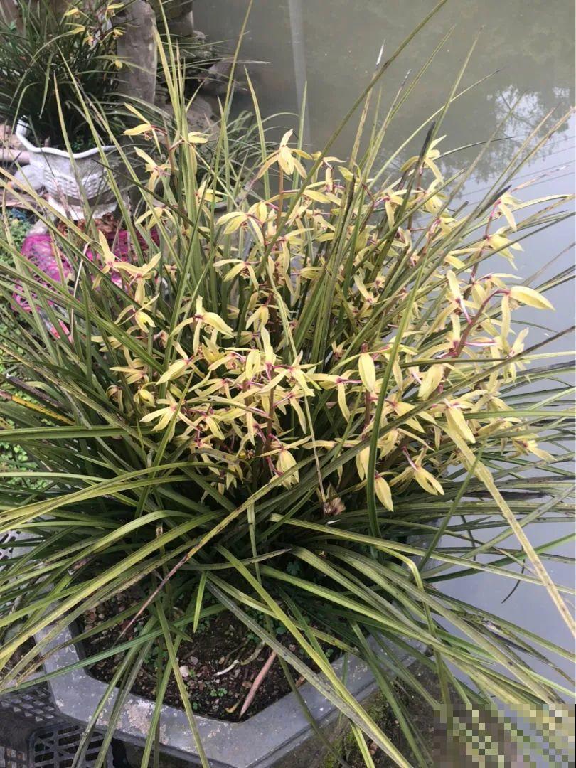 30种耐阴花，室内光照不佳，也能全年开花！