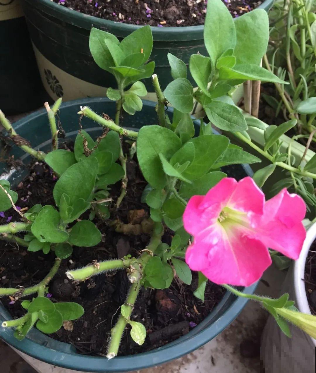 8种花，5月要赶紧修剪，剪完了还能窜新芽