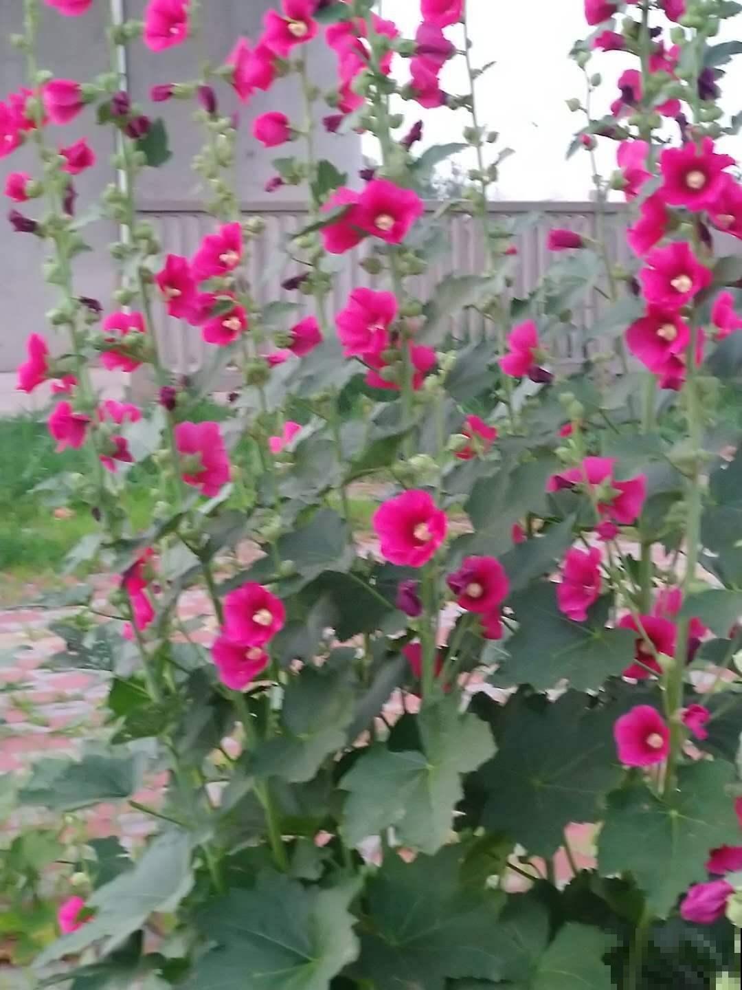 蜀葵就是锦葵吗？两种花差别很大，种错了都怪你自己！