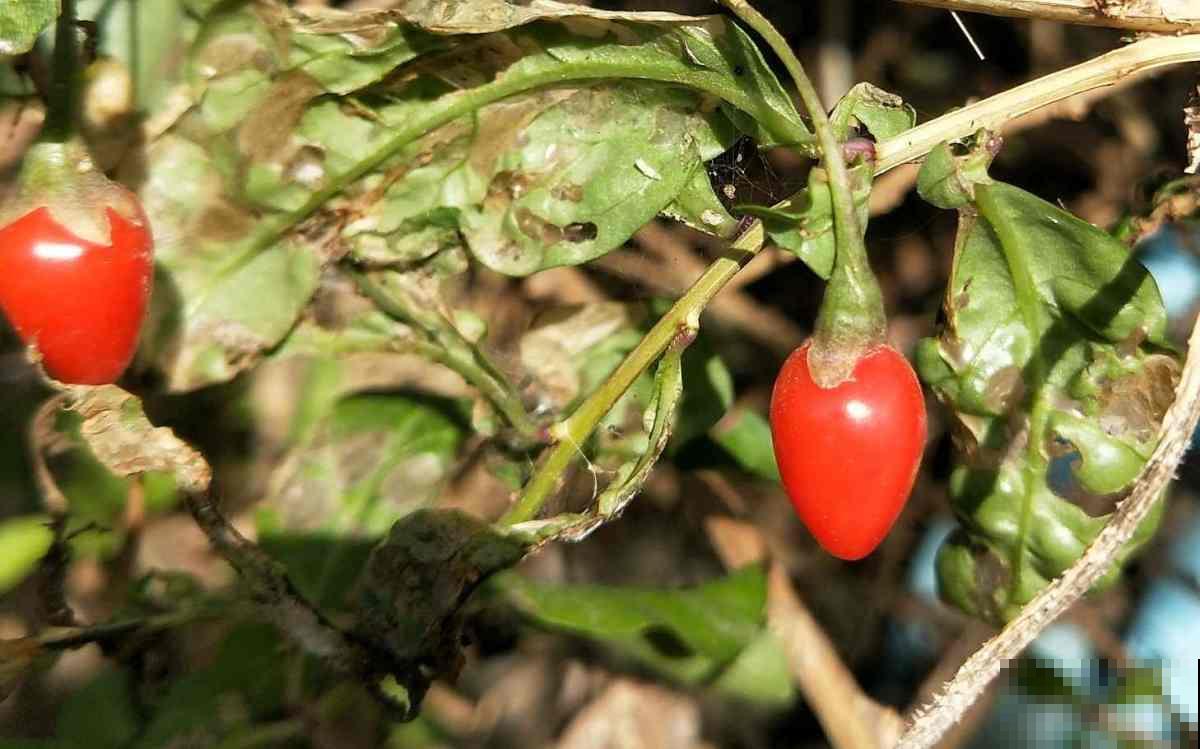 养4种花，晒干了能泡茶，健康养人，老中医都爱养