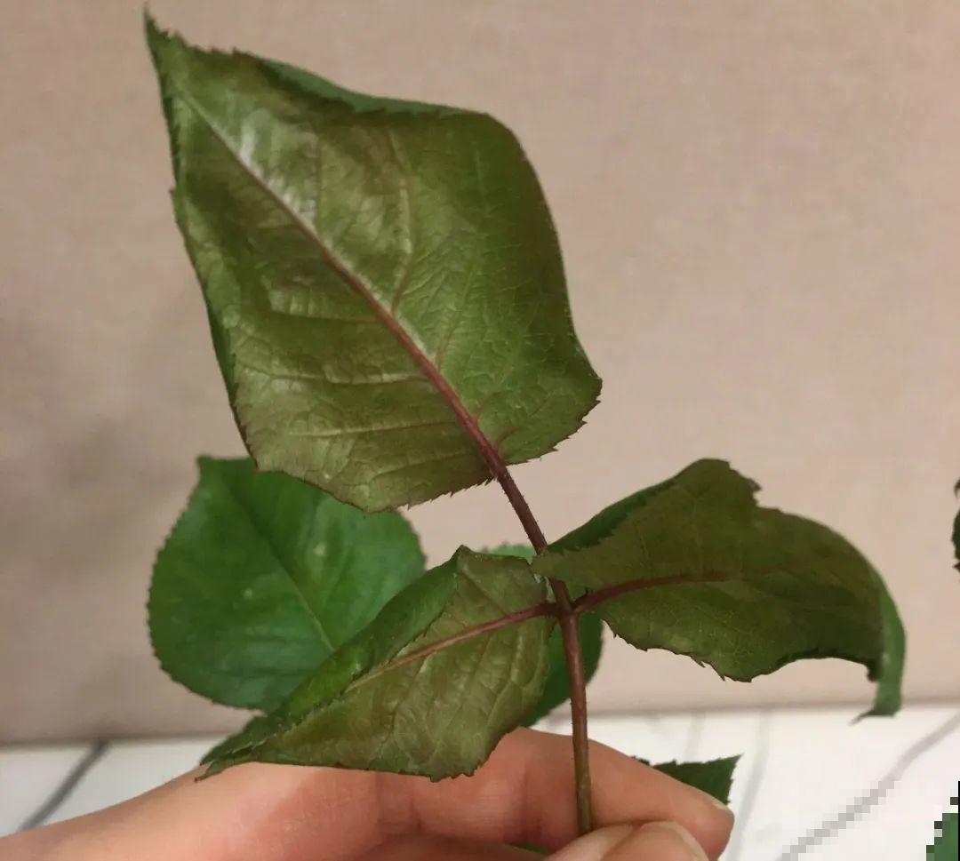 自制杀菌水、杀虫水，3天给花喷一次，虫病全扫光！
