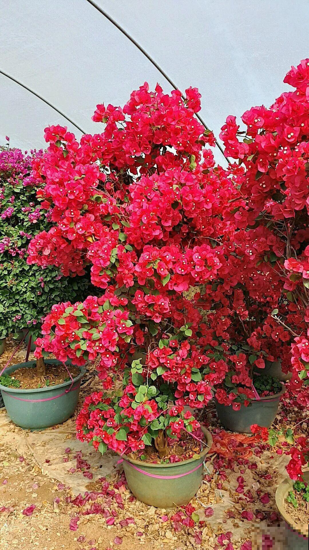 超耐热的三角梅，30℃仍然疯狂开花，爬成一面大花墙！