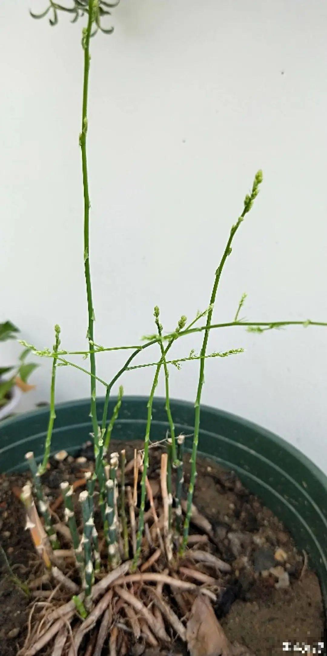 夏天到了，这10种花不能晒，否则干枯黄叶死翘翘