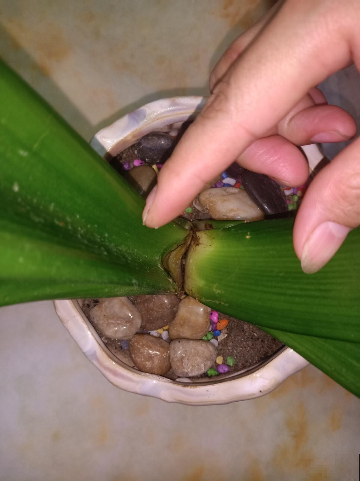 你会剪君子兰吗？小技巧不得不知，学会就放心剪！