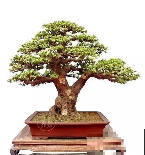 虎皮兰,红掌,吊兰养成老桩,变成大树,真壮观! 虎皮兰,红掌,吊兰养成老桩,变成大树,真壮观!