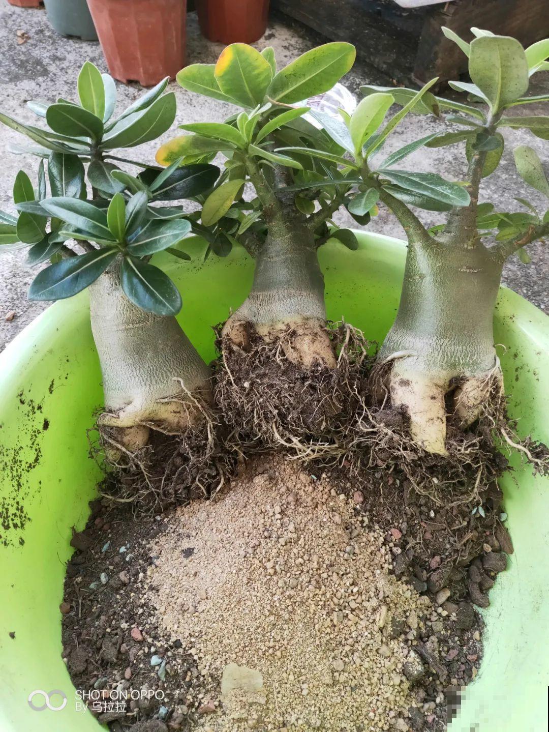 吊兰就用小盆养，根系拽一拽，立马变老桩！