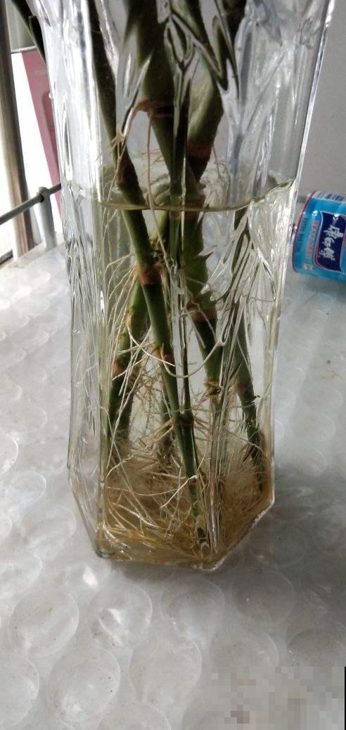 家庭养富贵竹，注意这6点，盆盆壮实叶子油绿