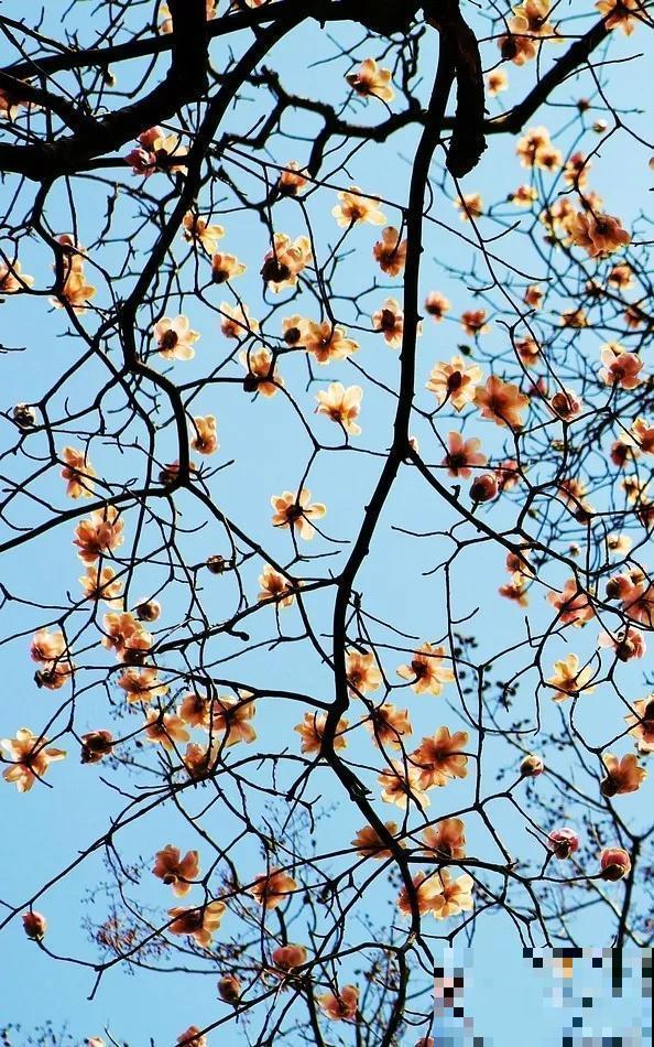 中国8大古树，历经千年不倒，最老一棵4000岁！