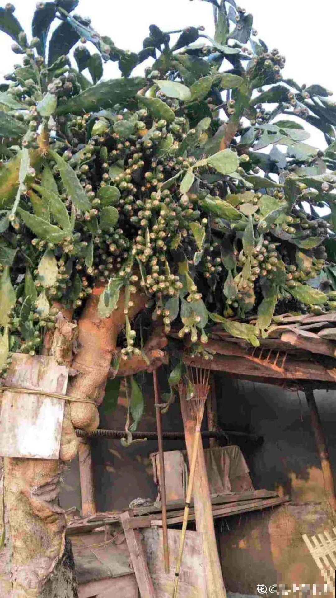 农村院子没人管的花，一长一大片，天热美翻了！