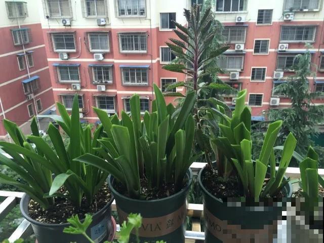 10种花，落片叶子就生根，盆里长满小崽！