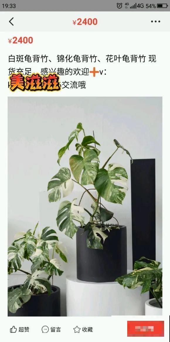 家里的花长出这种叶，千万保护好，特别值钱！