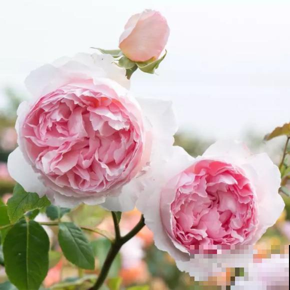 13种月季花，丰花勤花、花期超长，你能认出几种？