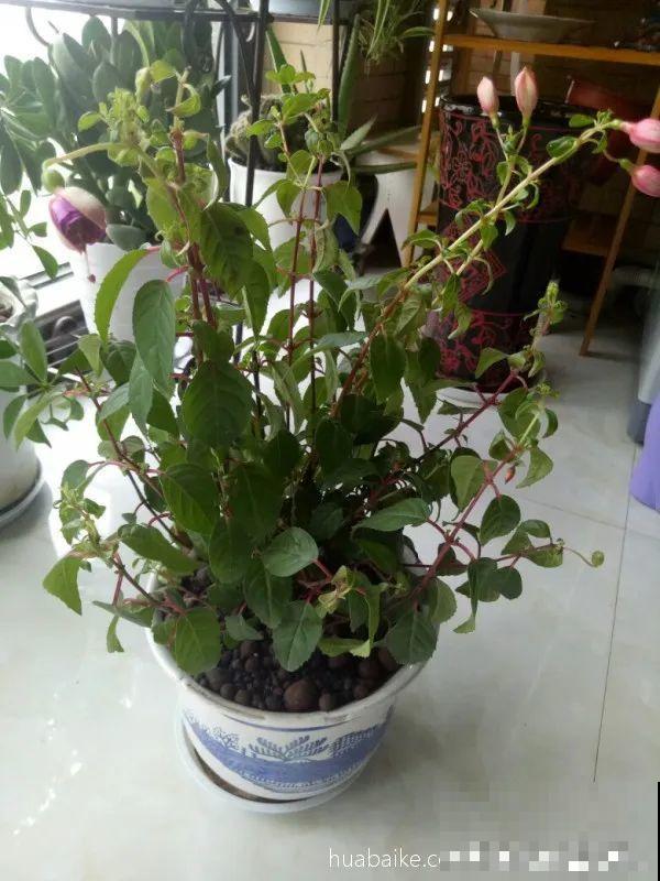 11种花夏天少浇水，否则3天就死了！