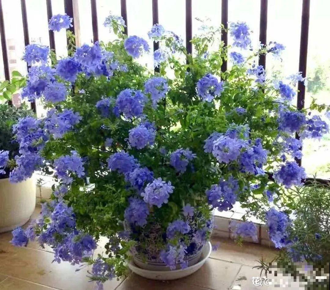 30种耐阴花，室内光照不佳，也能全年开花！