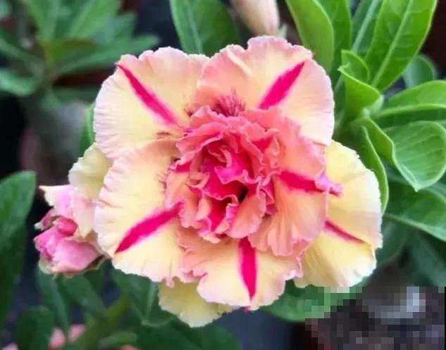 沙漠玫瑰特耐旱，大热天不浇水，也能呼呼开爆盆