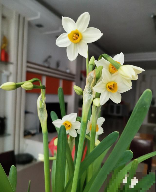 30首与花有关的老歌，满满的回忆，每一首都很经典！