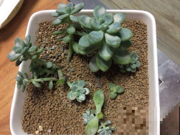 5种多肉夏必死，赶紧移到阴凉地，越晒死得越快！