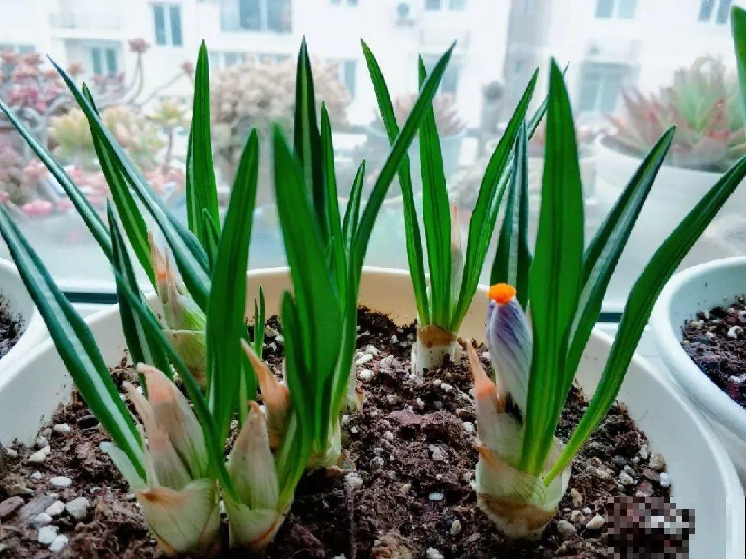 院子里超适合养番红花，开花鲜艳多彩，下雪也不耽误开花