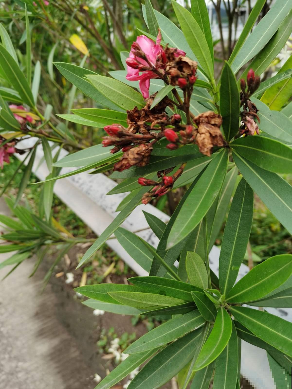 夹竹桃虽然有毒，但是开花美极了，养护时千万离远点！