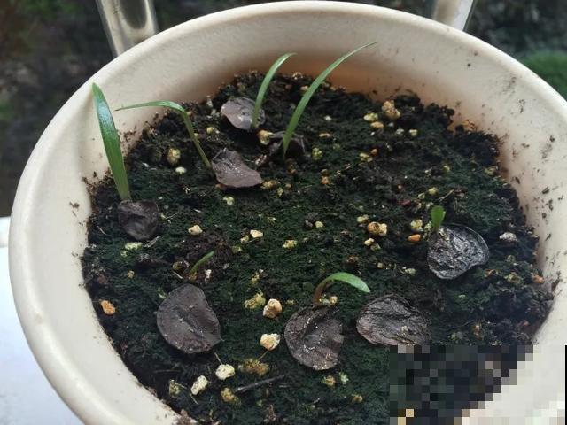 10种花，落片叶子就生根，盆里长满小崽！