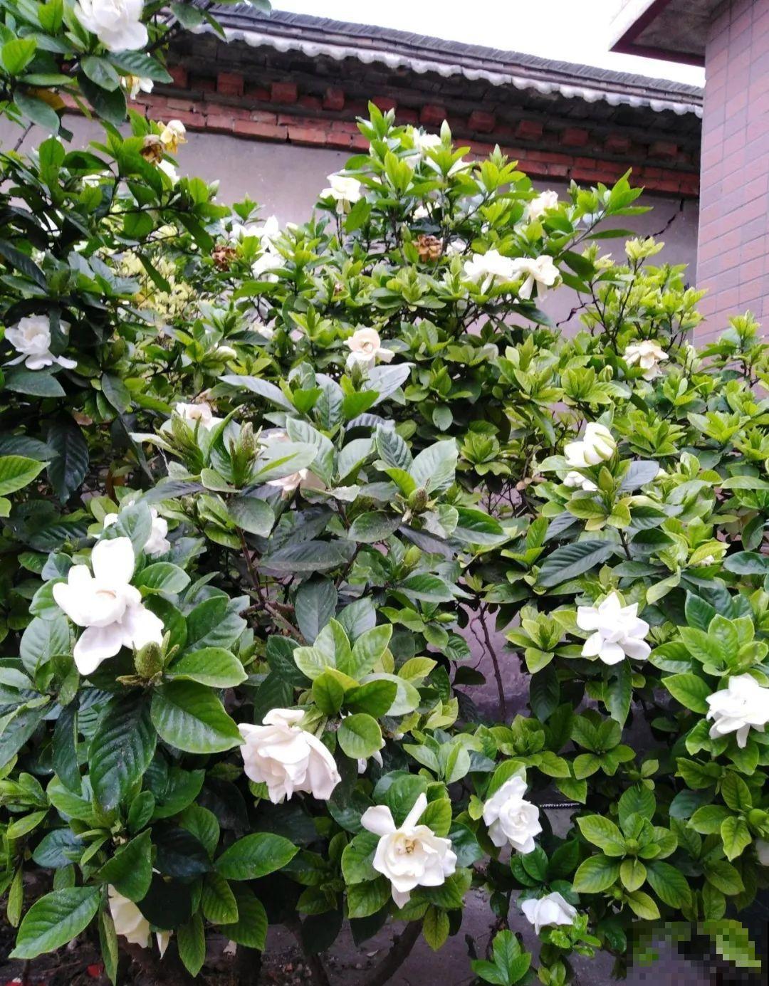 路边养6种花,香味能传3里地,香掉你的鼻子! 路边养6种花,香味能传3里地,香掉你的鼻子!