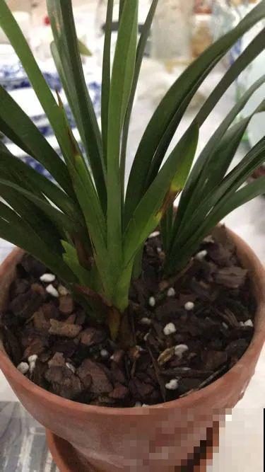 18种难养的花，把握一个点，就能起死回生！
