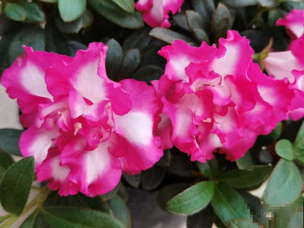 养花的10大好处,爱养花的你,一定要看 养花的10大好处,爱养花的你,一定要看