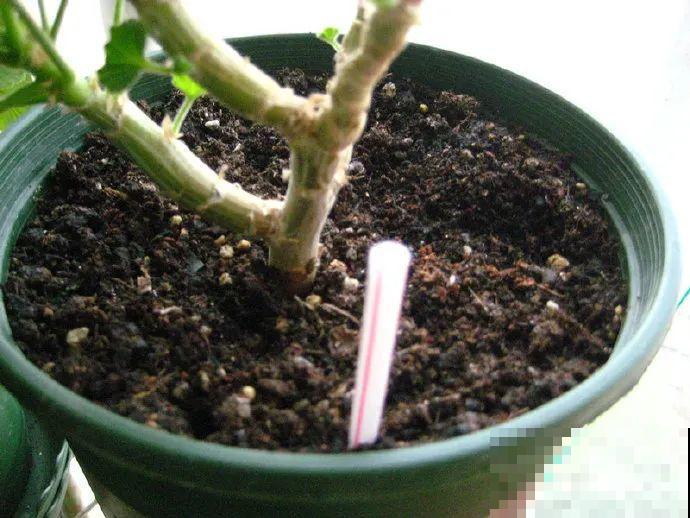 绣球马上剪，下个月就晚了，错过明年不开花