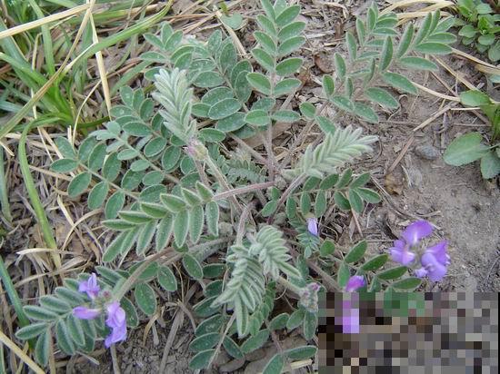 野草名叫米口袋,据说饥荒年代靠它活命,现在喂猪膘大肉肥! 野草名叫米口袋,据说饥荒年代靠它活命,现在喂猪膘大肉肥!