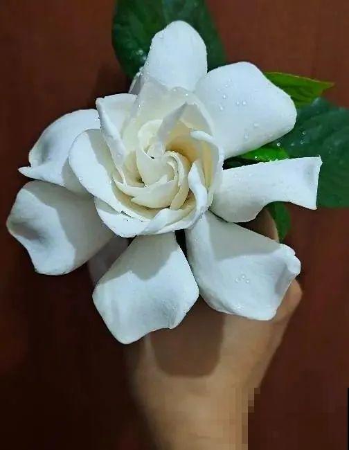 栀子花太难养？记住：少折腾，不黄叶，保证年年开花！