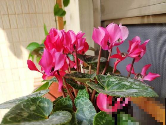 家里这种花，夏天死得最快，别再乱浇水了！